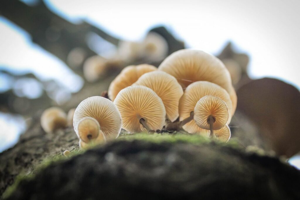 Paddenstoelen
