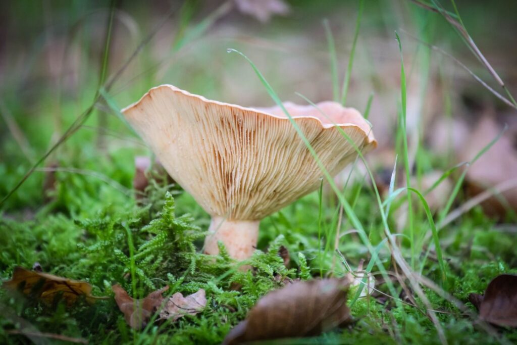 Paddenstoelen (1)