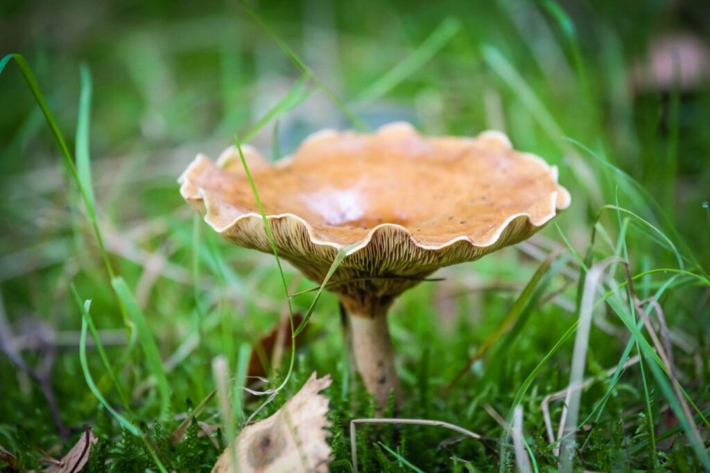 Paddenstoelen (2)
